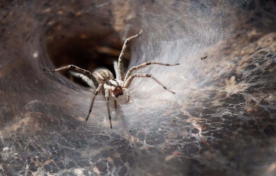 Funnel-Web Spider Photograph by Dennis Boyd - Fine Art America