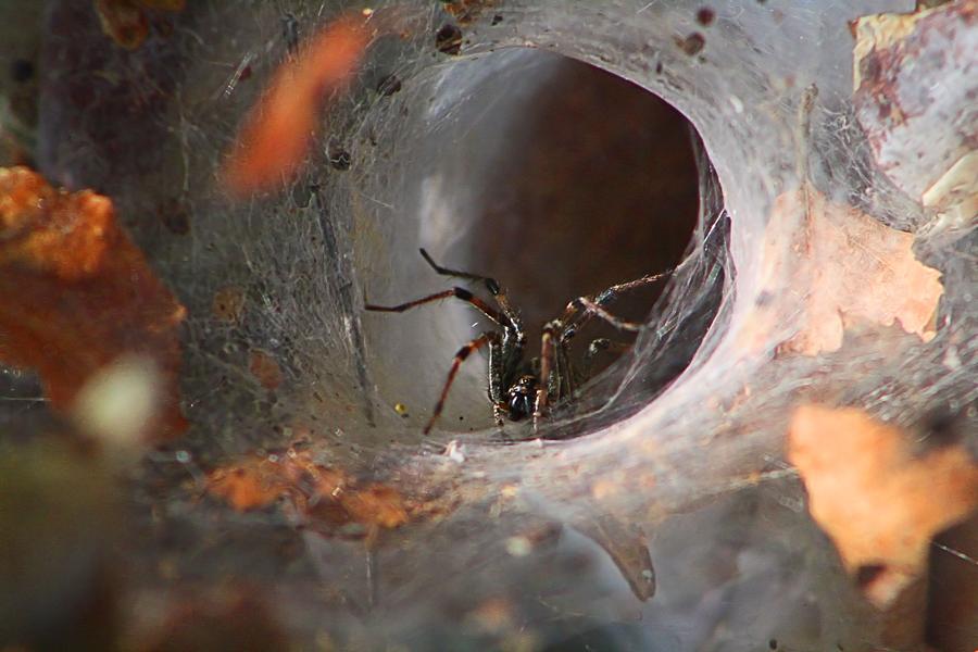 FunnelWeb Spider Photograph by Kathryn Meyer