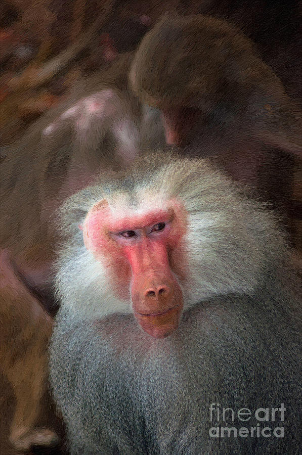 Funny Baboon Photograph by Andrew Michael