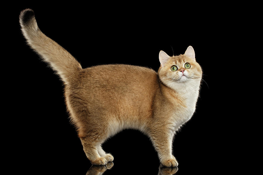 Cat Photograph - Funny British Cat Golden color of fur by Sergey Taran