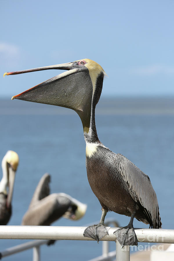 Funny Brown Pelican Photograph by Carol Groenen