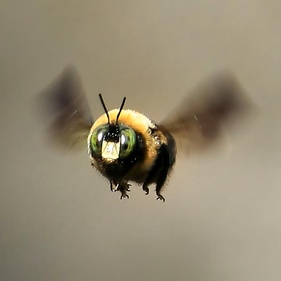 fuzzy black bee