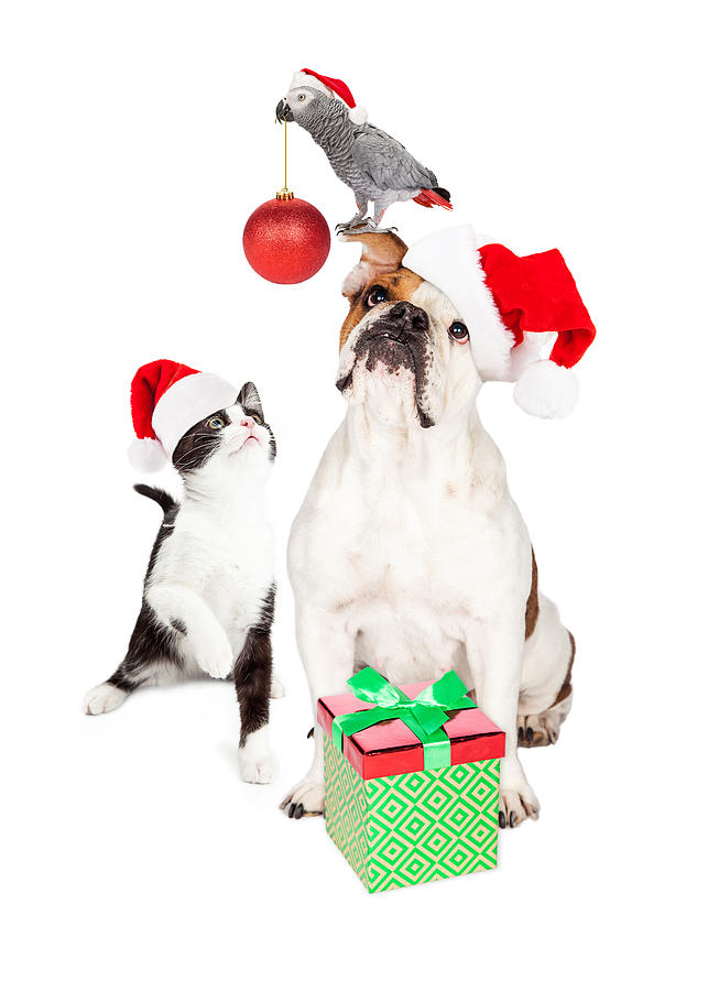 https://images.fineartamerica.com/images/artworkimages/mediumlarge/1/funny-cat-dog-and-bird-christmas-composite-susan-schmitz.jpg