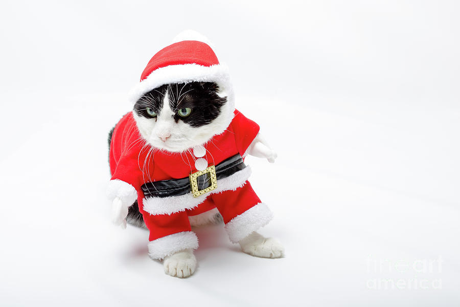 funny Christmas Cat Photograph by Benny Marty