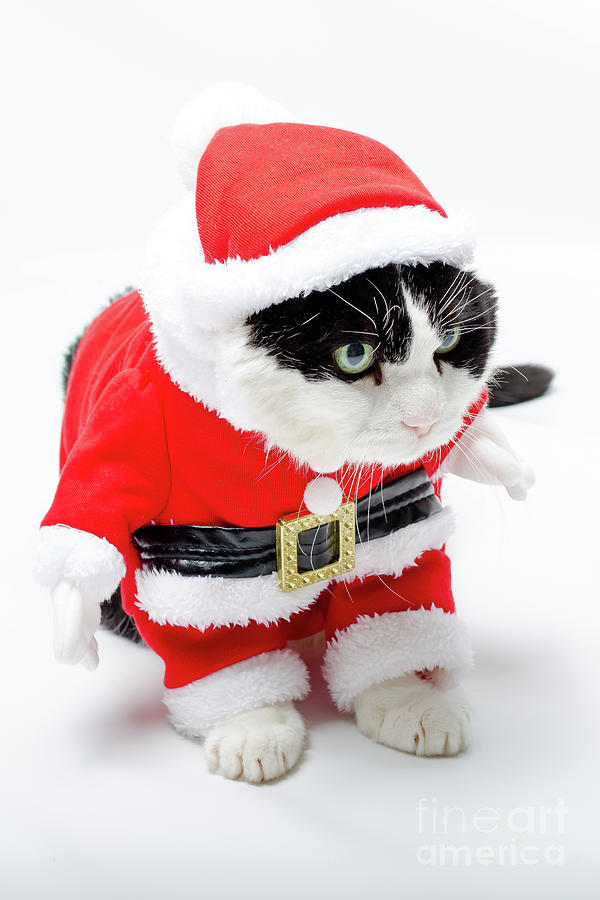 funny Christmas kitten Photograph by Benny Marty