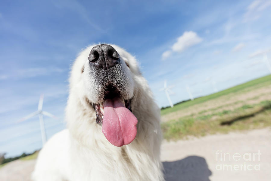 Funny dog portrait. Focus on a long tongue. Polish Tatra Sheepdog Photograph by Michal Bednarek