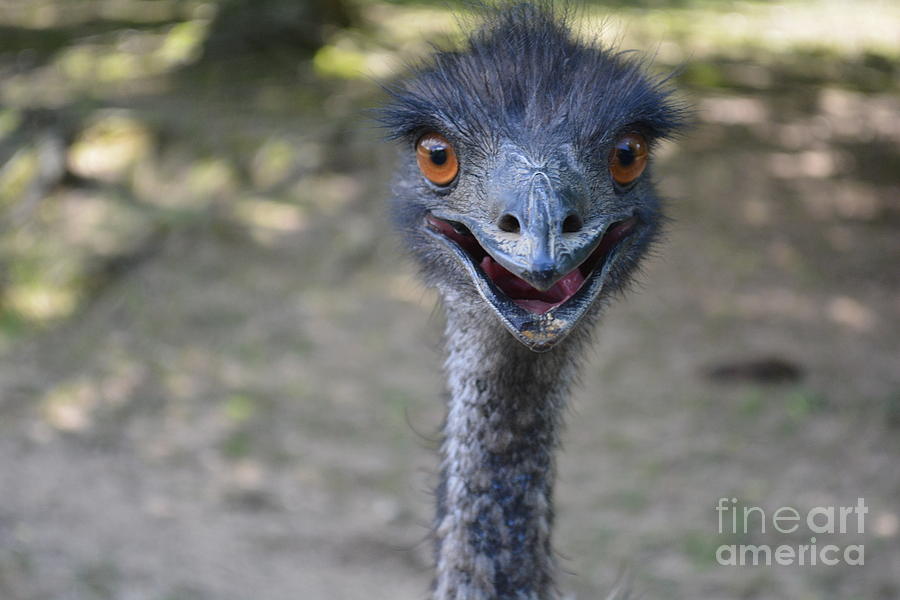 Funny Emu Has Something To Say Photograph