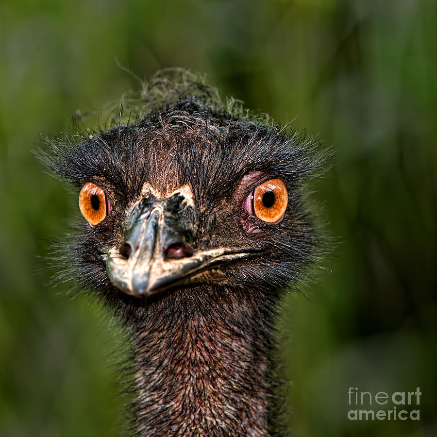funny Emu Photograph by Joerg Lingnau