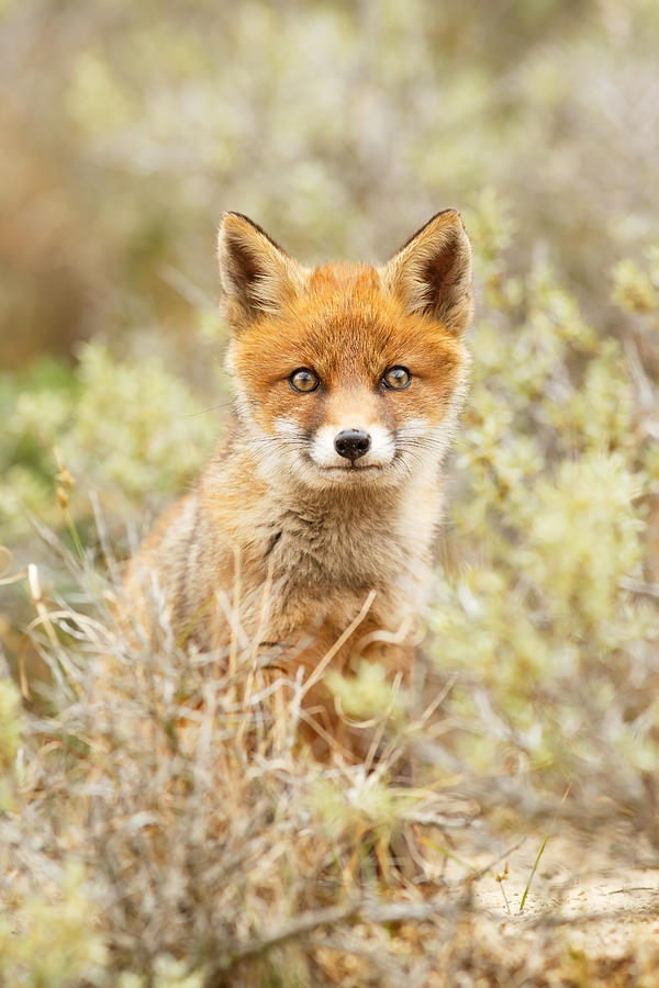 Mammal Photograph - Funny Face Fox by Roeselien Raimond