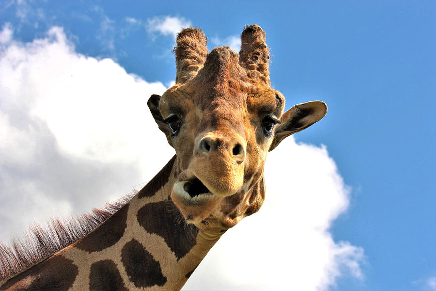 Funny Face Giraffe Photograph by Sheila Brown - Fine Art America