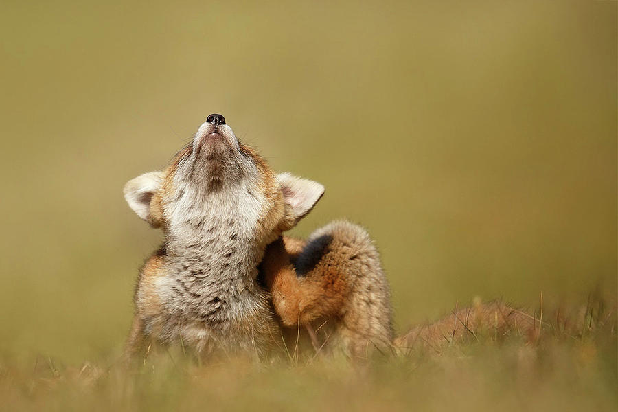 Fox Photograph - Funny Fox Kit by Roeselien Raimond