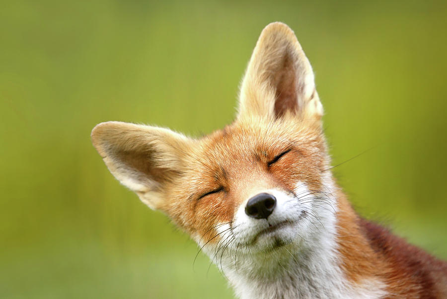 Animal Photograph - Funny Fox Photo Bombing my Photo by Roeselien Raimond