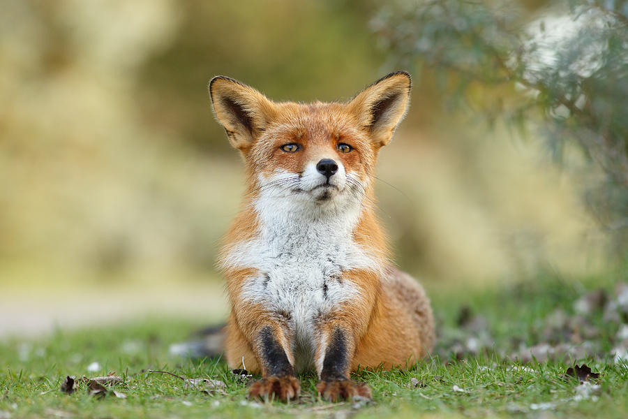 Funny Fox Photograph by Roeselien Raimond