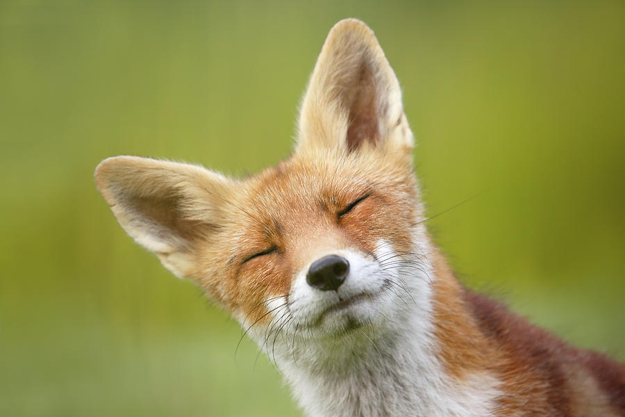 Funny Fox Series Fox Poto Bomb Photograph By Roeselien Raimond Pixels