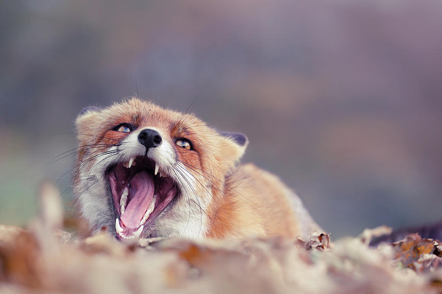 screaming fox sounds