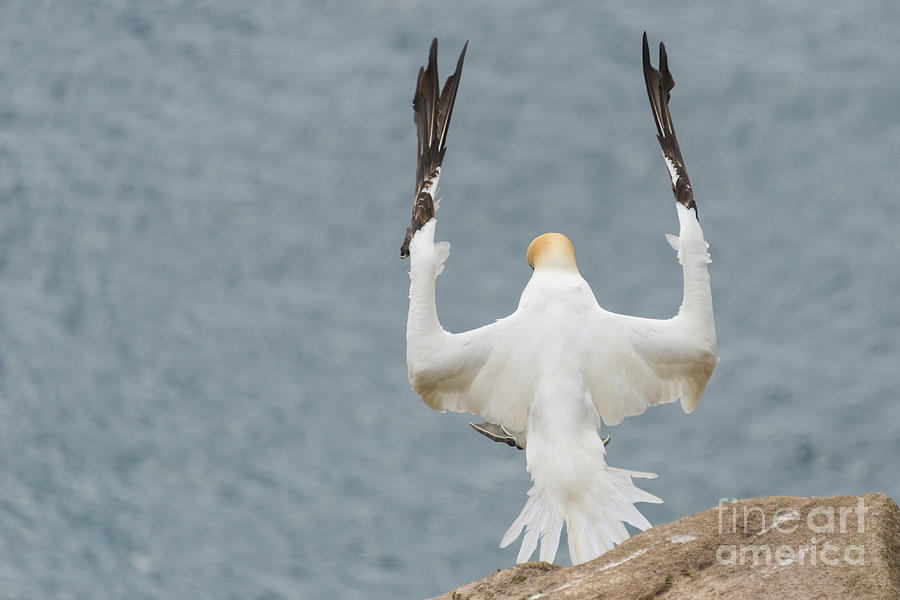 Funny Gannets Photograph