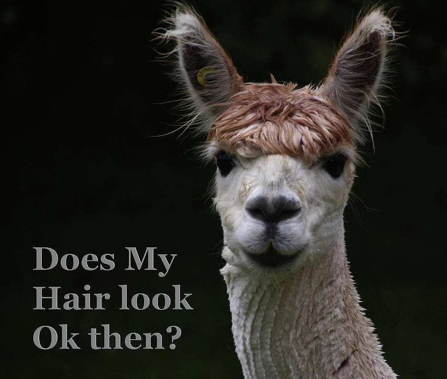 Funny Hairstyle Alpaca Photograph by Tom Conway