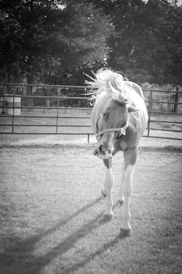 Funny Horse in Black and White Photograph by Kelly Hazel
