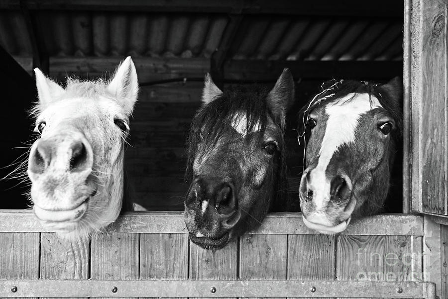 Funny horses Photograph by Delphimages Photo Creations