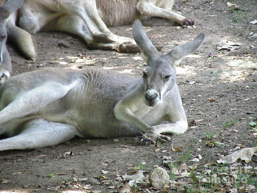 Funny Kangaroo Overtly Relaxing in the Wild Photograph by DejaVu Designs -  Fine Art America
