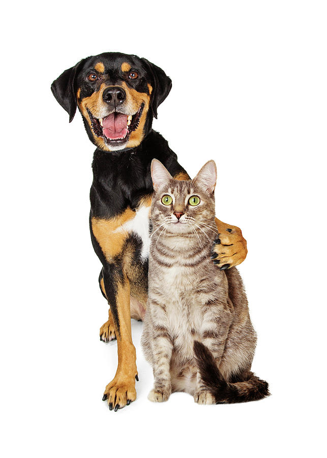 Funny Photo of Dog With Arm Around Cat Photograph by Good Focused
