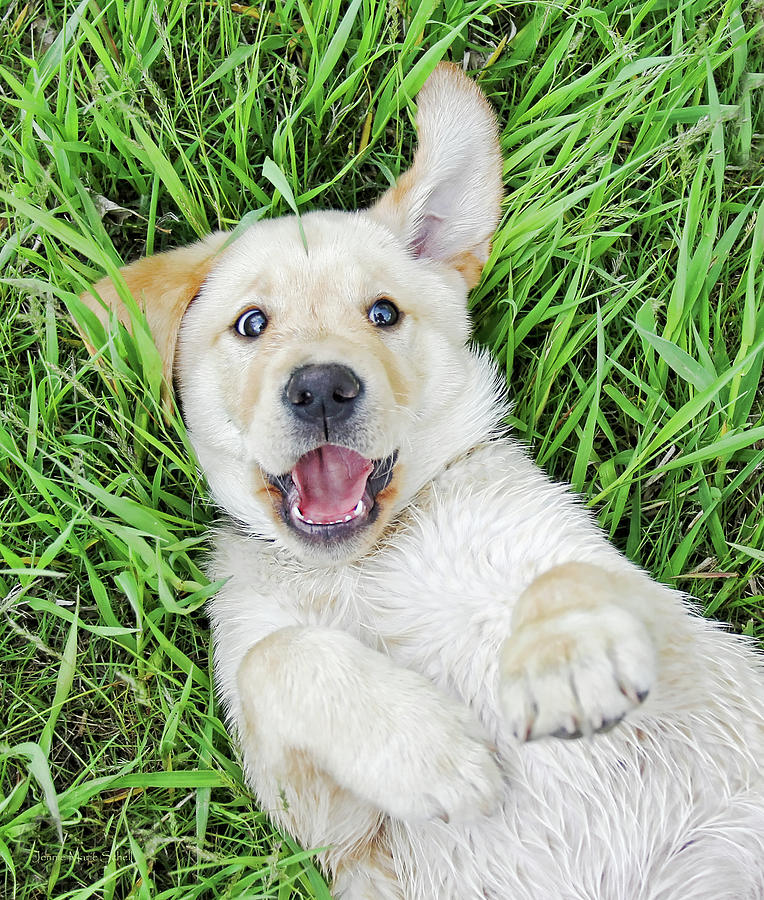 Dog Photograph - Playful Puppy Labrador Retriever by Jennie Marie Schell