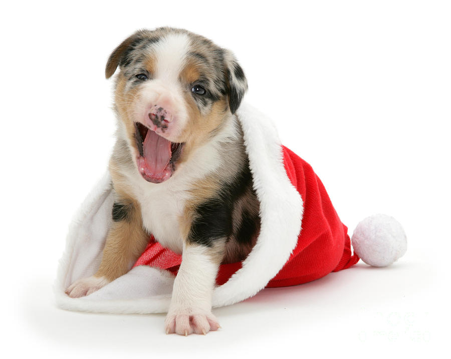 Funny Santa Puppy Photograph by Warren Photographic