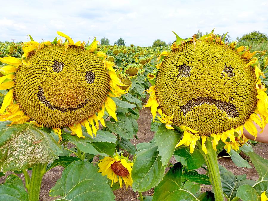 Funny Sunflowers Photograph