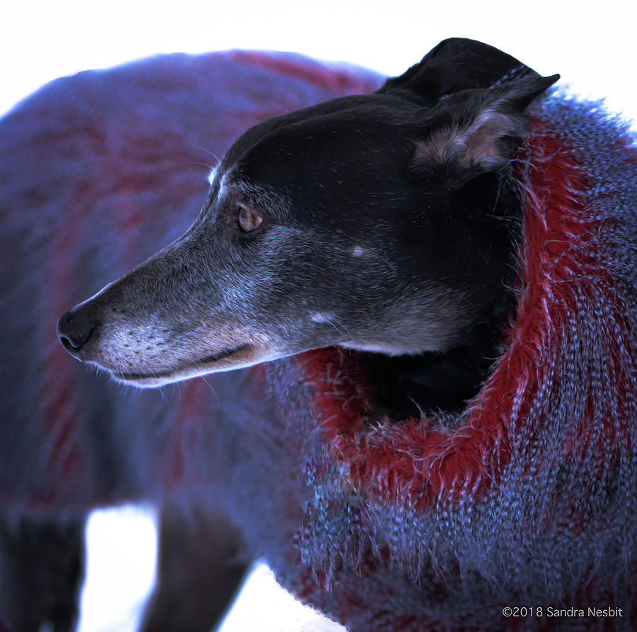 Fur Coat for Greyhound Photograph by Sandra Nesbit
