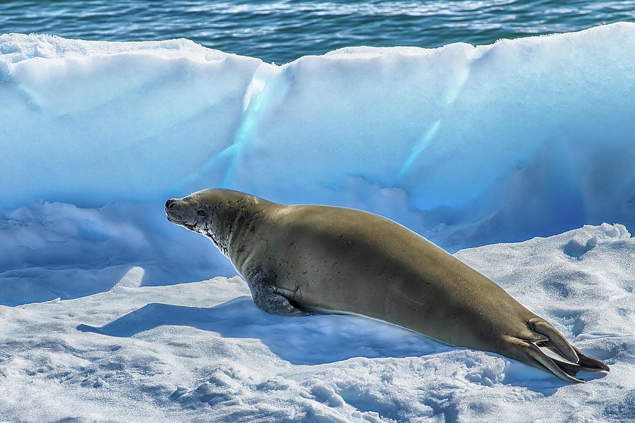Fur Seal Blues Photograph by John Haldane