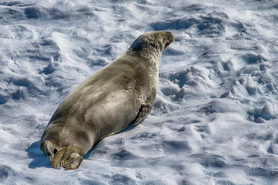 Fur Seal on an Iceberg Photograph by John Haldane