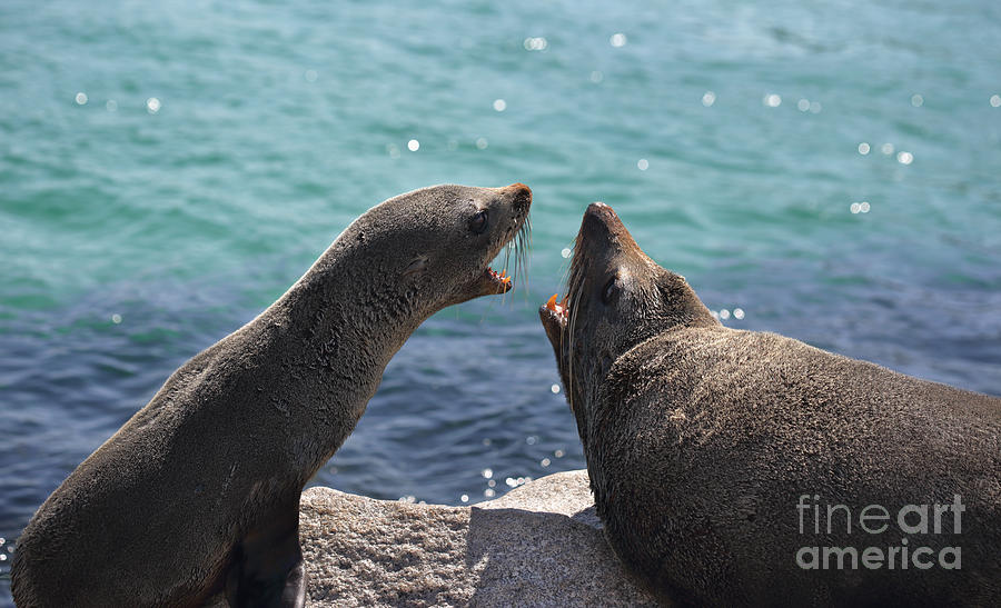 Fur Seals Interacting Arguing Photograph