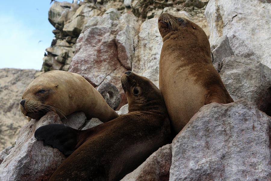 Fur Seals On The Ballestas Islands, Peru Photograph by Aidan Moran