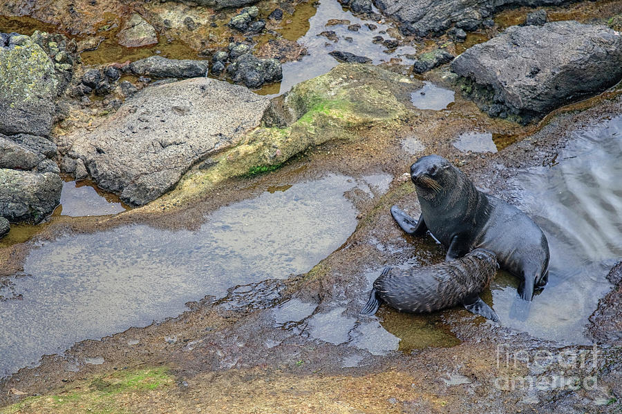 Fur seals Photograph by Patricia Hofmeester