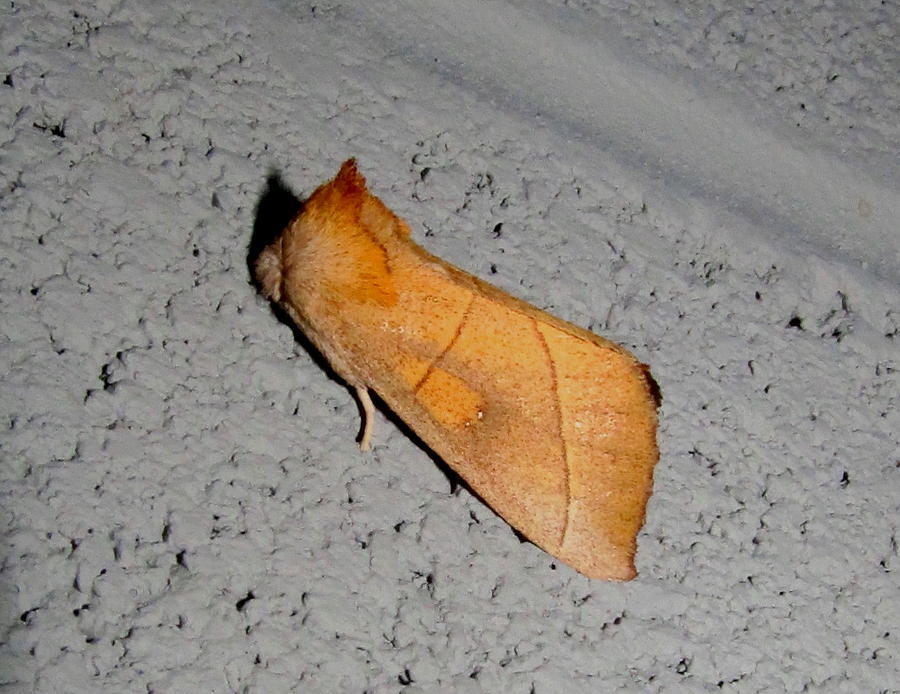 Furhorn Moth Photograph by Joshua Bales