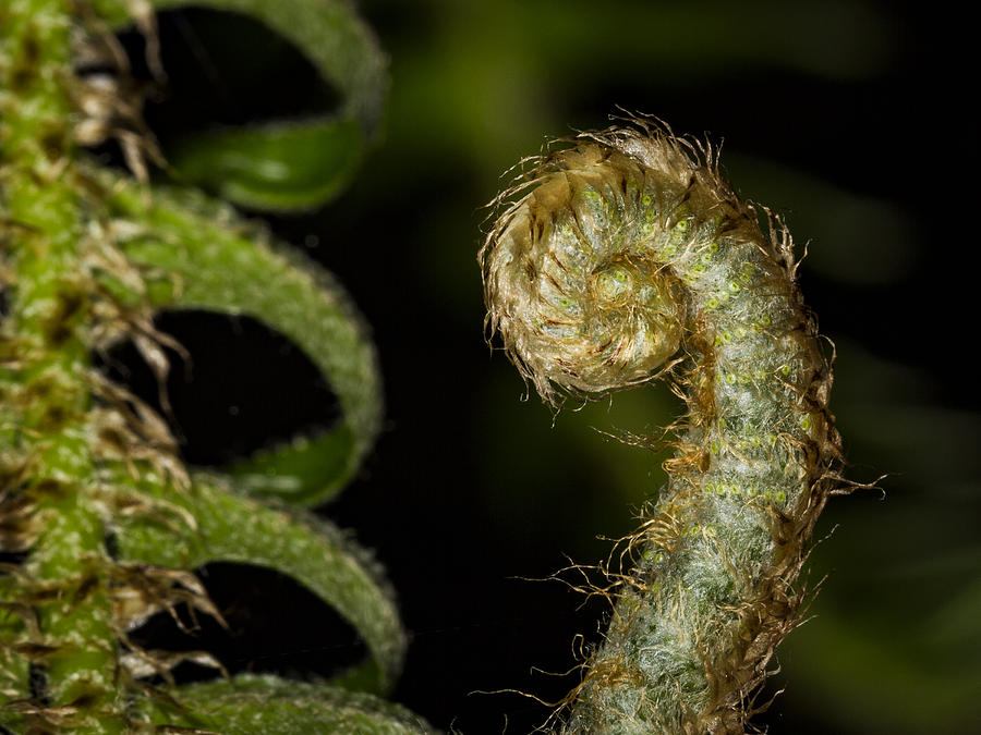 Furled Fern Photograph by Jean Noren