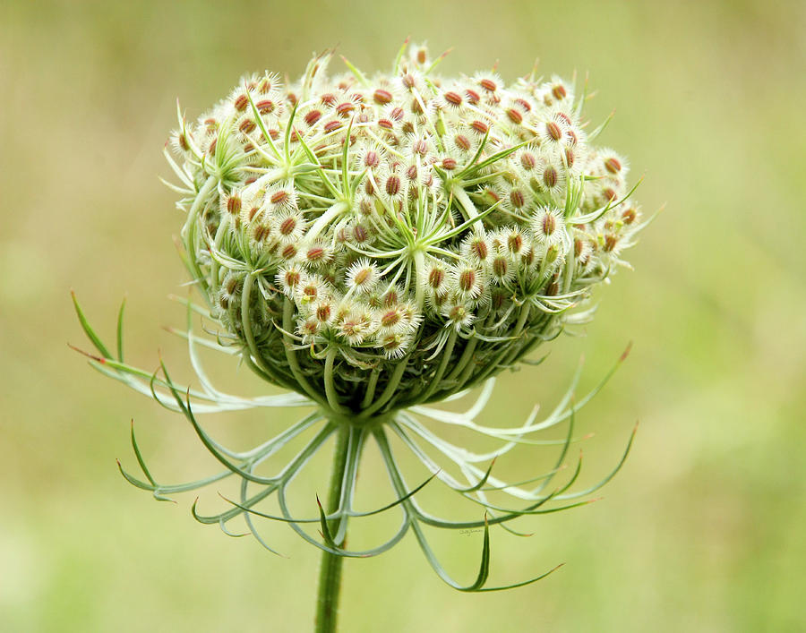 Flower Photograph - Furled Queen Annes Lace by Betty Denise
