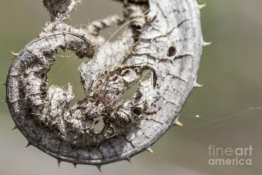 Furrow Orb Weaver on a dry thisle leaf Photograph by Jivko Nakev