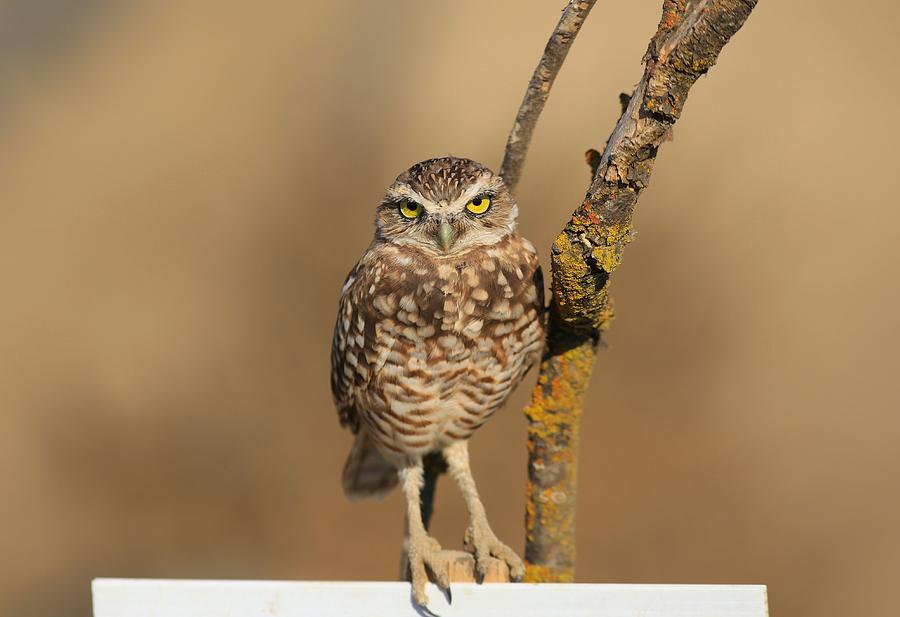  Cute Burrowing Owl #1 Photograph by Lynn Hopwood
