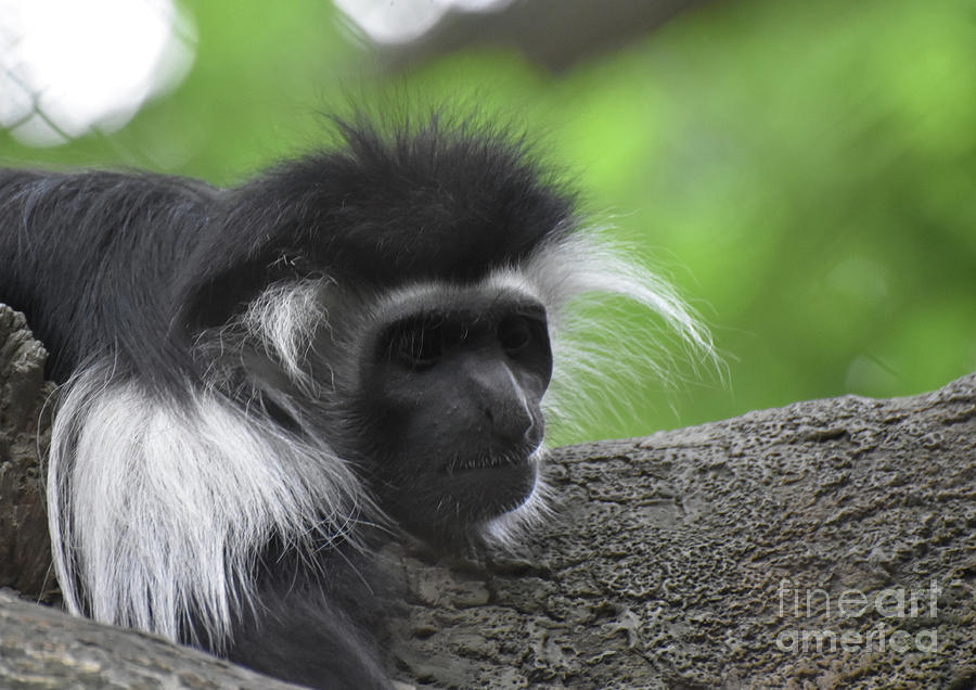Furry Black and White Colobus Monkey Layng on a Tree Trunk Photograph by DejaVu Designs