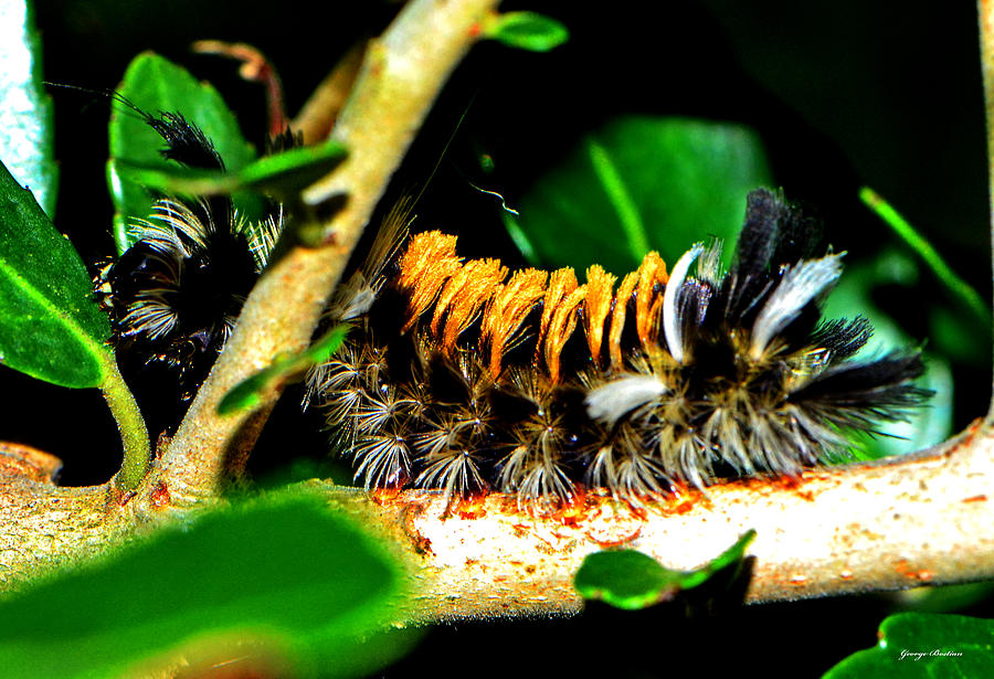 Furry Caterpillar 002 Photograph by George Bostian - Pixels