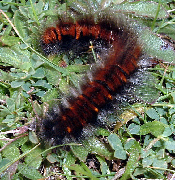 Furry Caterpillar Photograph by Beth Snow - Fine Art America