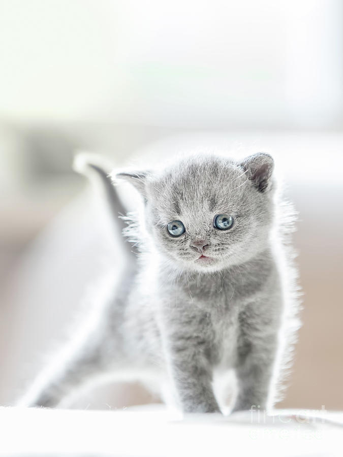 Furry grey standing cat. British shorthair. Photograph by Michal Bednarek