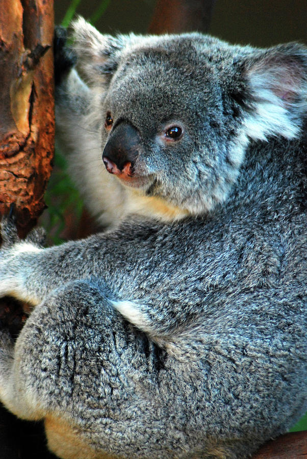 Furry Koala Photograph by James Kirkikis