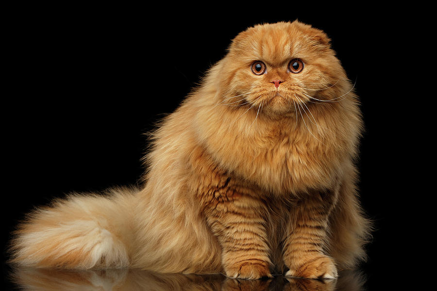 Furry scottish fold Cat Photograph by Sergey Taran