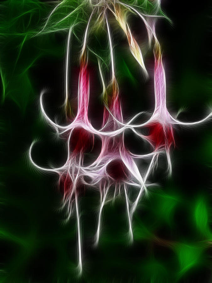 Fuschia 2 Fractal Photograph by Lawrence Christopher