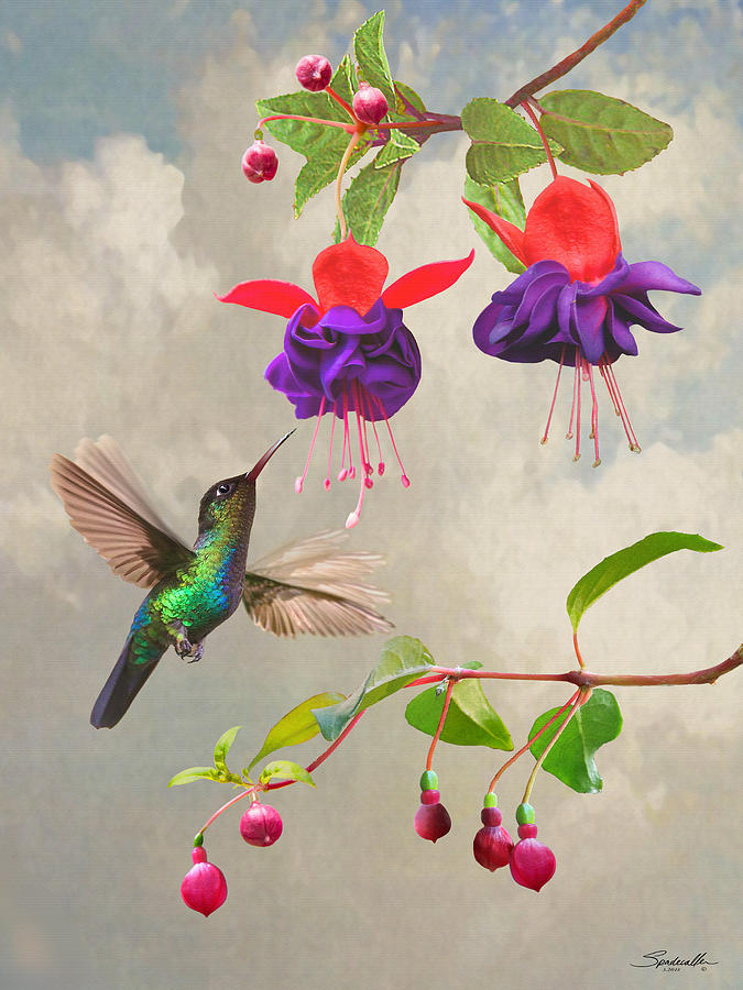 Fuchsia and Hummingbird Digital Art by M Spadecaller