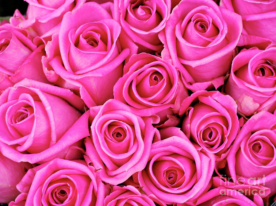 Fuschia colored roses Photograph by Bruce Block