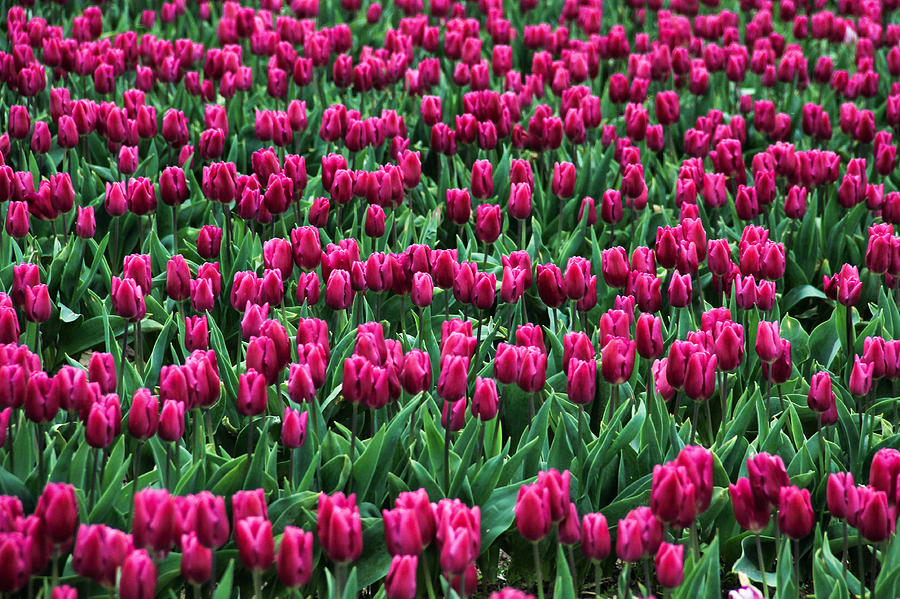Fuschia Field of Tulips Photograph by Juli Ellen