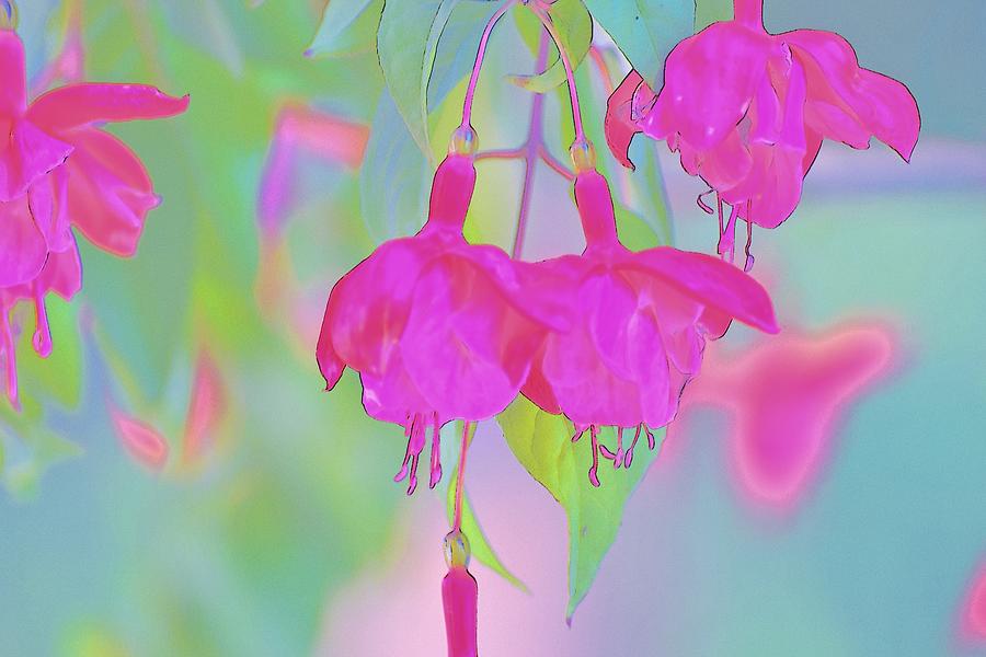 Fuchsia Flower Abstract Digital Art by Linda Brody
